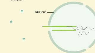 mRNA Processing