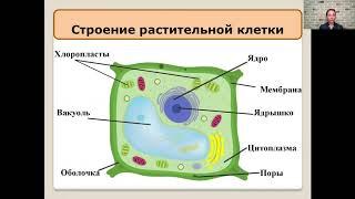 Химический состав клетки   5 класс