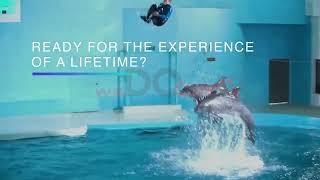 Spectacular Lahore Dolphin Show (LDS) Launch | WeDoers Advertising Unveils a Marvelous Campaign