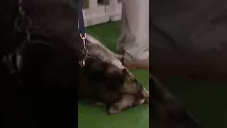 Jamie Foxx at a dog show 