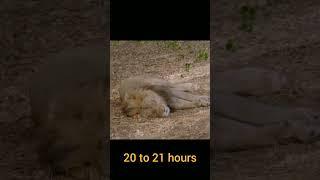 Lions love to sleep around 20 to 21 hours a day | #shorts