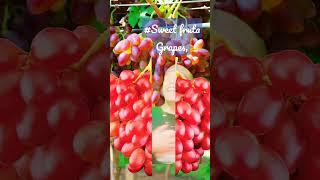 #funny Sweet#grapes fyp