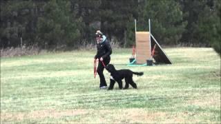 Jocko (Portuguese water dog) Boot Camp Level I. Dog Training Video