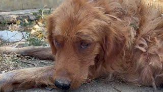 Severely Ill Golden Retriever Abandoned — Owner Demanded Money from Rescuers
