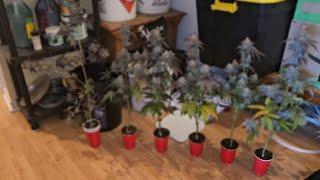 Complete Seed to Harvest Guide to Growing Solo Cups For Beginners, Spiderfarmer SF-1000