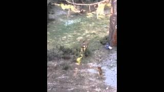 Charlie and the deer