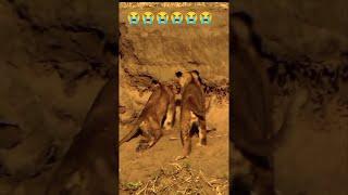 صراع الحياة البرية من أجل الوجود. # شورت # lioncub # animalfight #wildanimal