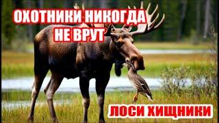 ОХОТНИКИ НИКОГДА НЕ ВРУТ! ЛОСИ ХИЩНИКИ