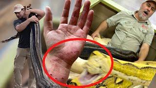 Moving Monster Snakes At The Reptile Zoo Gone Wrong 
