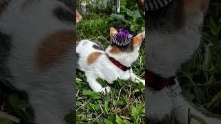 Cat with hat . Chingling the cat #catlover  #trending #viralshorts