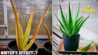 Top 5 Growth Hacks For Aloe Vera Winter Care... - Greenica