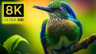 8K Birds World - Amazon Rainforest Birds and The Most Beautiful Birds  8K ULTRA HD (60 pfs )