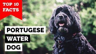 Portuguese Water Dog - Top 10 Facts