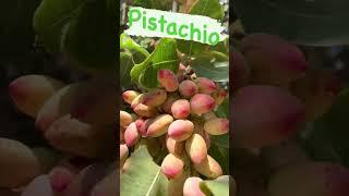 Pistachio  | Postachio Trees