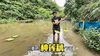 雨锅捞浮萍来喂鱼，又在鱼塘里种下莲藕，还发现一大朵野生灵芝
