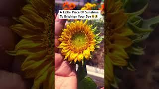 Pretty Petals Just Make You Smile️ #sunflower #nature #shorts