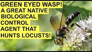 GREEN EYED WASP!  Crabronidae / Tachytes - A Native Biological Control Agent That Hunts Locusts!