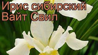 Ирис сибирский Вайт Свил (iris sibirica)  ирис Вайт Свил обзор: как сажать саженцы ириса Вайт Свил