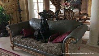 Black Great Dane Blends Into the Sofa Beside Amazing Horse Painting