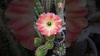 Lobivia densispina #cactus #flowers #nature #echinopsis #gardening #cacti