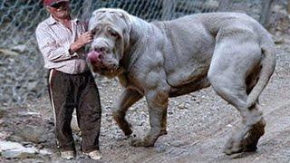 20 Largest Dogs in the World