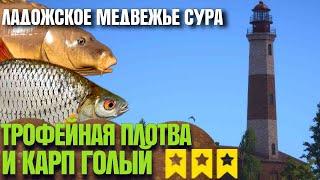 🟢ТРОФЕЙНАЯ ПЛОТВА И КАРП ГОЛЫЙ🟢| Русская Рыбалка 4