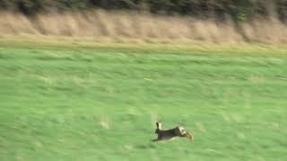 Brown Hare Speed!