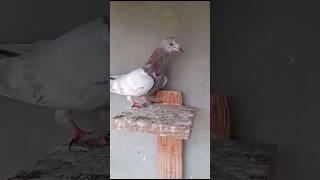 #lowflyerpigeon #pigeon #bird #malwaikabootar #shortsvideo #lowflyer