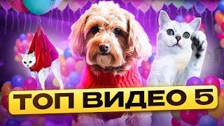 ТОП 5 ВИДЕО С БЕЛКОЙ И НЮШЕЙ/ЛАЙКИ LIKE#cats