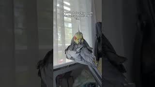 Wing Preening With Yums #parrot #bird #cockatiel #yumyumthetiel