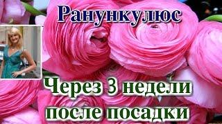 РАНУНКУЛЮС (ЛЮТИК). ЧЕРЕЗ 3 НЕДЕЛИ ПОСЛЕ ПОСАДКИ