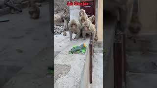 Itna Bada magarmacch  crocodile ki #funny #viral #video #shorts #comedy #monkey #youtubeshorts