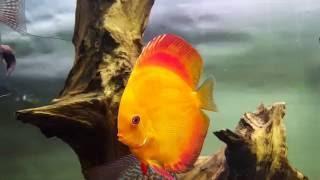 SOLID RED - (SG) DISCUS | Киев