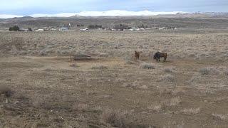 Pregnant horse shot and killed on private land near Murphy