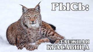 EURASIAN (COMMON) LYNX: The best taiga hunter does not like foxes. Interesting facts about animals