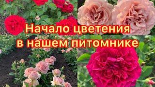 Начало цветения в нашем питомнике maryroses.ru