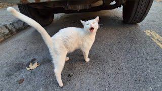 The Angriest White Cat in the world, it's too risky to approach her.