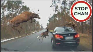 Stado jeleni przeskakuje nad BMW / The herd of deer is jumping over the BMW #574 Wasze Filmy