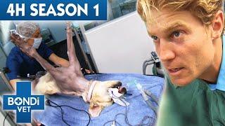 4 Hours of Full Episodes - Bondi Vet Complete Season 1 |  Bondi Vet