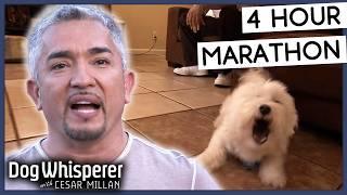 4 Hours Of Dog Whisperer With Cesar Millan!