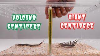 #23 Volcano Centipede vs Giant Centipede, a wonderful showdown between two multi-legged monsters!