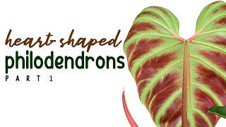 Captivating Heart-Shaped Philodendrons - Part 1 | HERB Stories