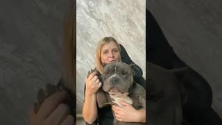 Не покупай американского булли , пока не посмотришь это #питомниксобак #americanbully есть щенки