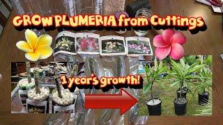 Tricks for Growing Hawaiian Plumeria from Cuttings   Even Indoors in the Winter!