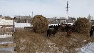 Эдильбаевская порода овец .