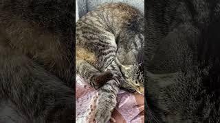 Мой любимчик котик Вася…