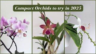 Compact Orchids to Try in 2025 | My Top Picks and Favorites 