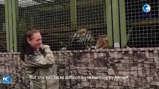 GLOBALink | Injured Amur tiger gets intensive care at reproduction center in Moscow