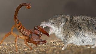 Father Shrew protects his family from Scorpion hunting | Scorpion hunting fail