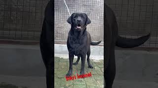 Black july of sikri kennel #lab #labradorlove #labrador #puppy #love #dog #beauty #shorts #trending